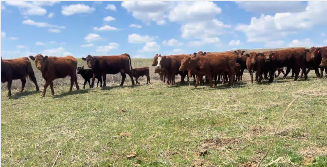 20 heifer pairs off of a complete ranch dispersion red angus (1250lb pair weight)